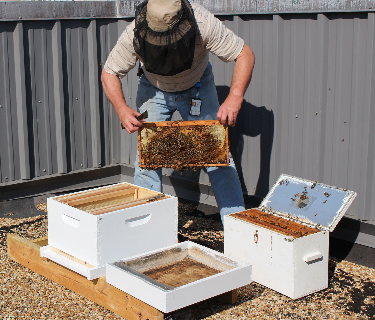 Bee Keeping 03